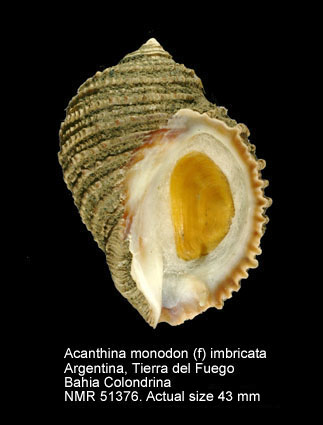 Acanthina monodon (f) imbricata.jpg - Acanthina monodon (f) imbricata (Lamarck,1816)